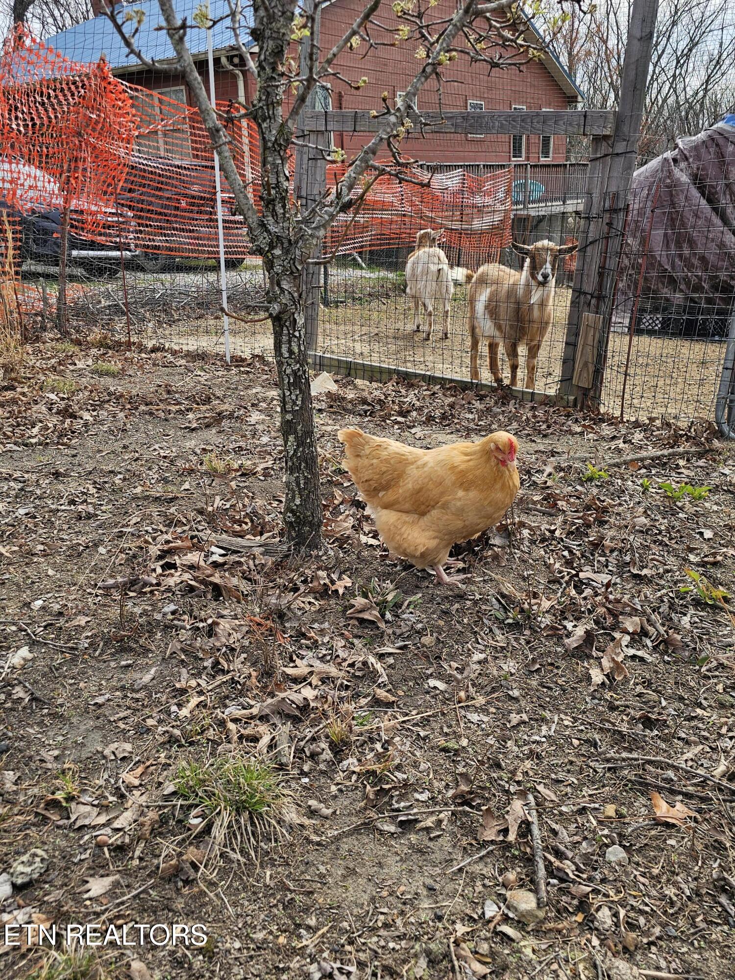 117 Coyote Lane Oneida, TN 37841 - Photo 44 of 60 Bring your chickens and goats!