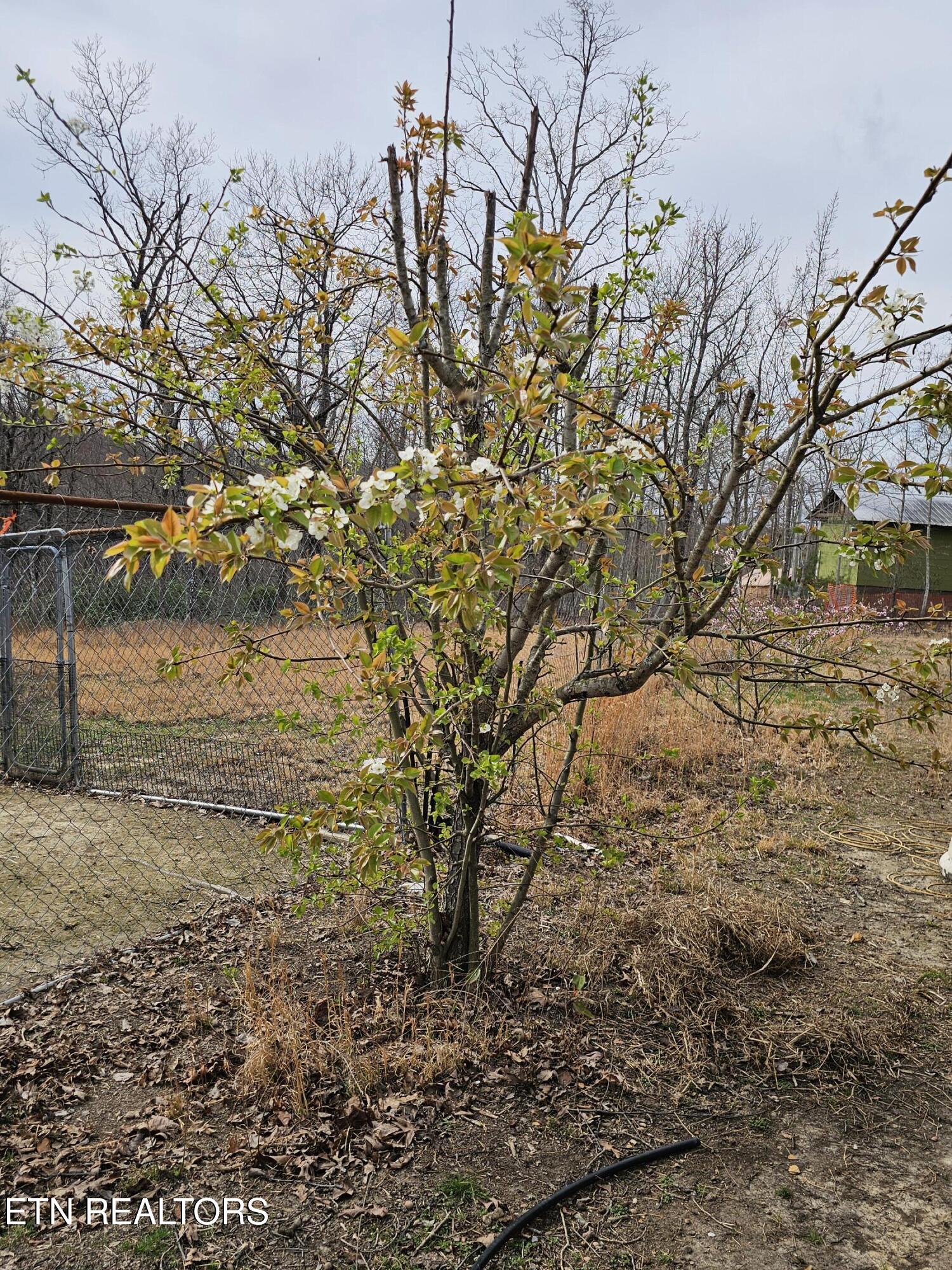 117 Coyote Lane Oneida, TN 37841 - Photo 47 of 60 Fruit Trees