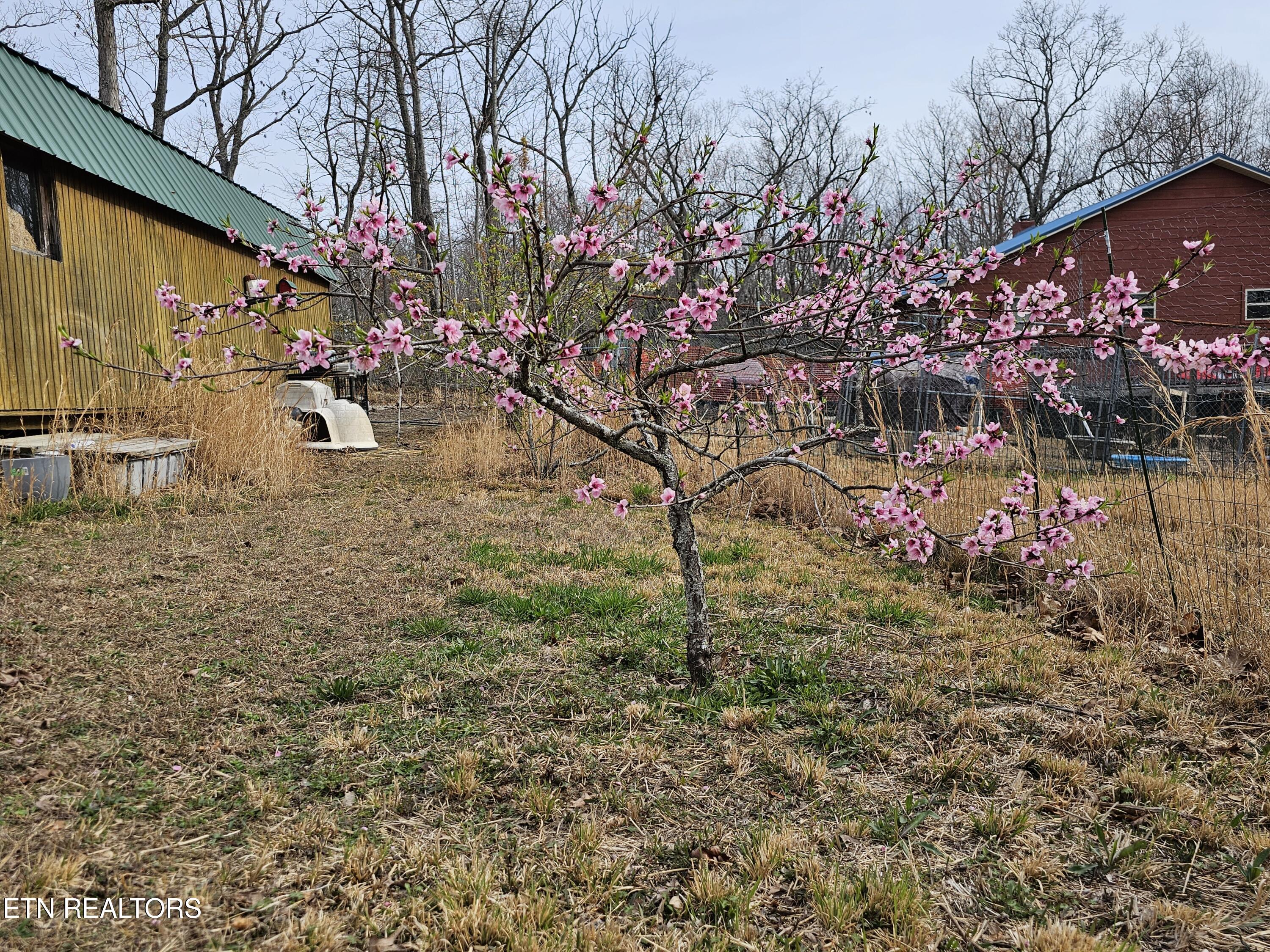 117 Coyote Lane Oneida, TN 37841 - Photo 53 of 60 Fruit Trees