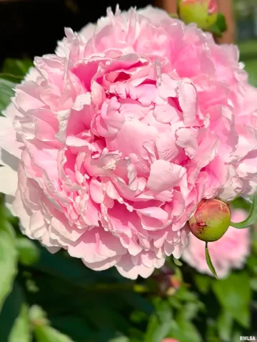 $367,000 | 5145 West Divernon Road, Auburn, IL 62615