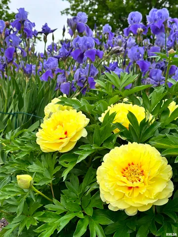 $367,000 | 5145 West Divernon Road, Auburn, IL 62615