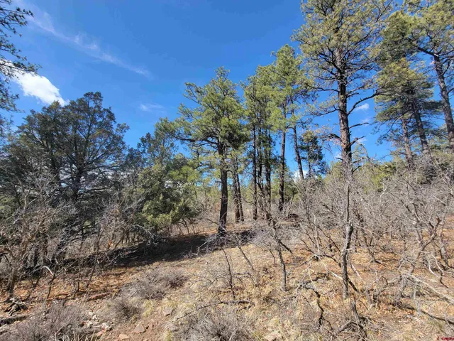 a view of a yard with plants and trees