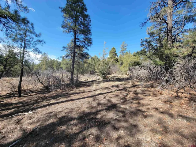 a view of a yard with a tree