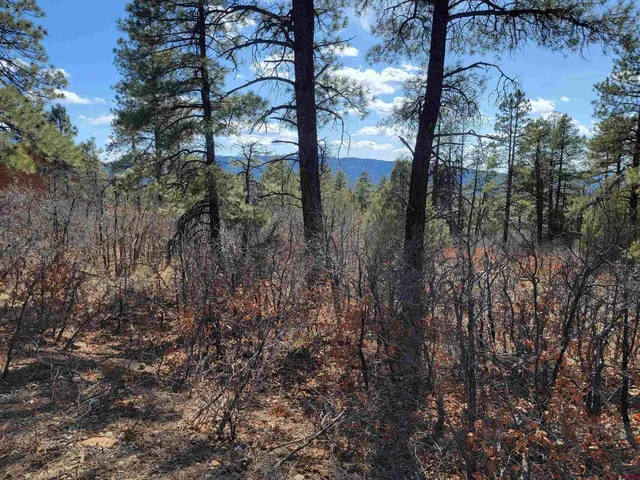 a view of a forest with a tree in the background