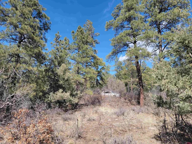 a view of a yard with plants and tree