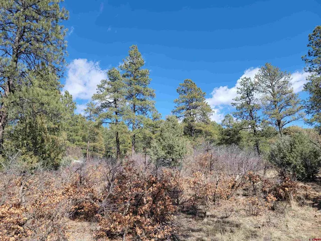a view of a tree with a yard