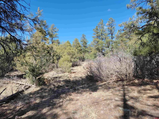 a view of a bunch of trees