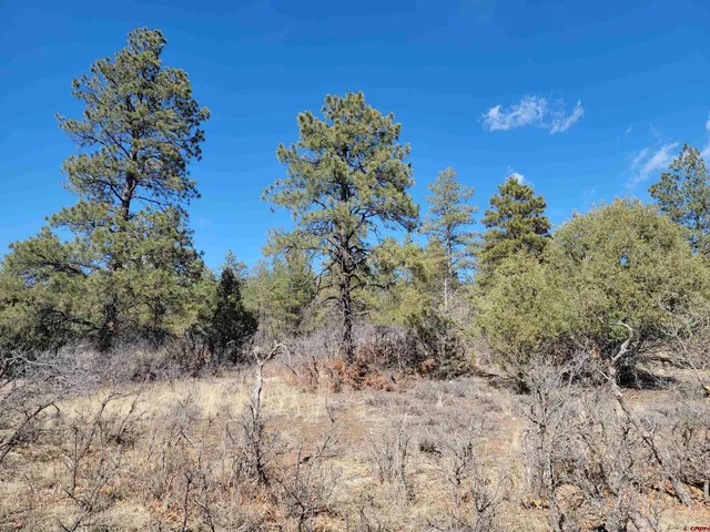 a view of a yard with a tree
