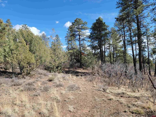 a view of a forest with trees in the background