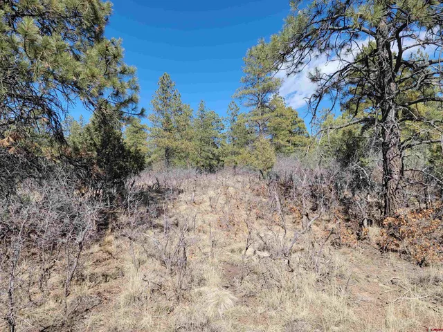a view of a yard with a tree