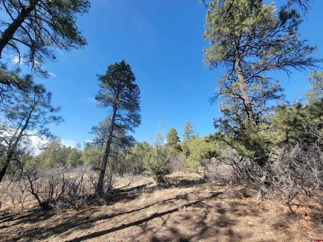 a view of a dry yard with lots of bushes and trees