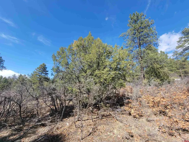 a view of a tree in a yard