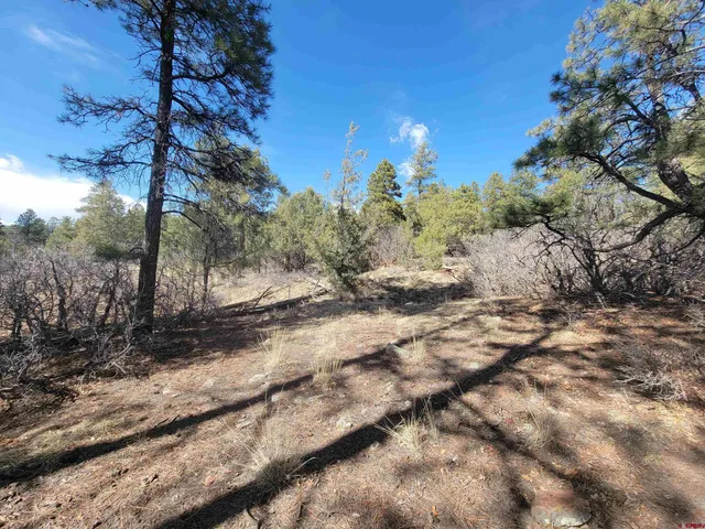 a view of a trees with a yard