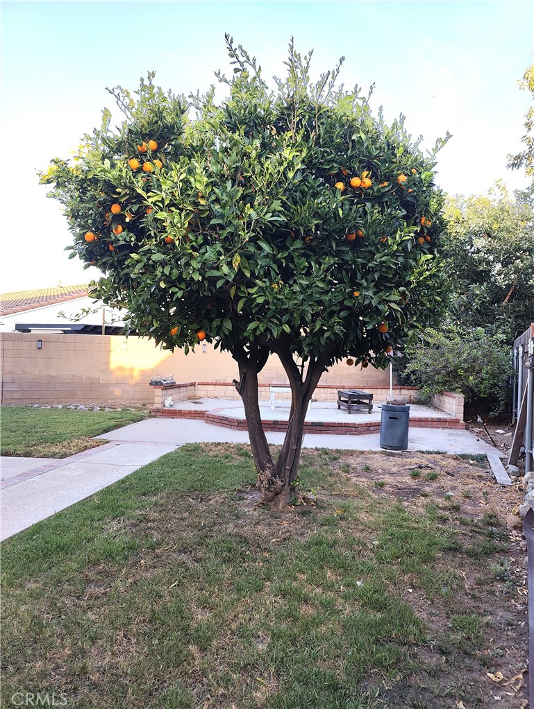 6953 Saddleback Place Rancho Cucamonga, CA 91701 - Photo 50 of 62 mature fruiting Valencia Orange trees with juicy oranges