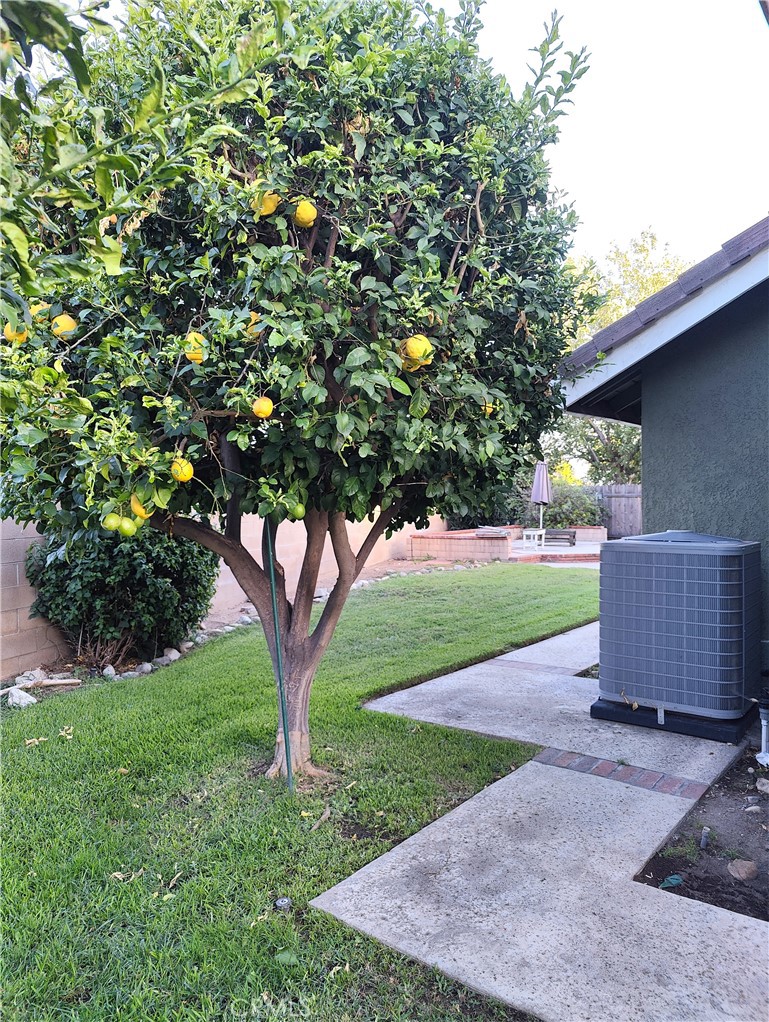 6953 Saddleback Place Rancho Cucamonga, CA 91701 - Photo 52 of 62 Big lemon tree