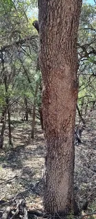 $55,000 | 2810 Newton Drive, Lago Vista, TX 78645