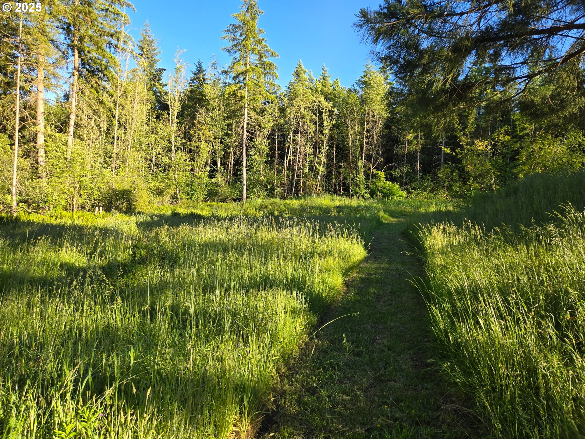 289 Classe Road Toledo, WA 98591 - Photo 39 of 48 a view of yard with green space