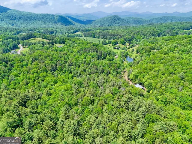 a view of a lush green forest with lots of tall trees
