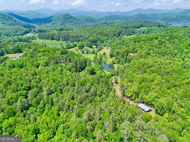 a view of a lush green forest with trees in the background