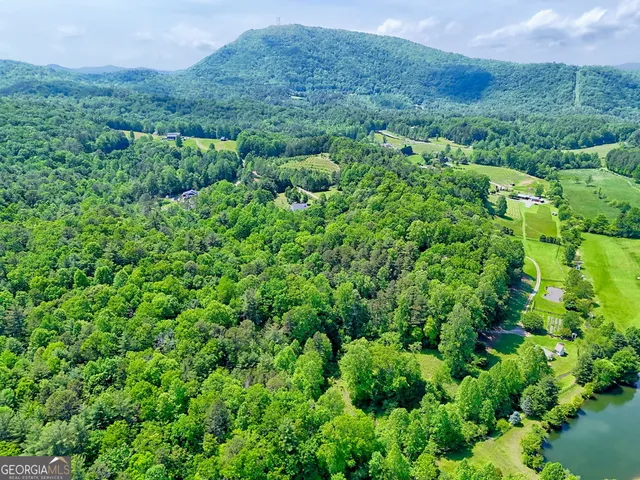 a plant view in yard