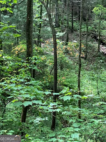 a view of a forest with large trees