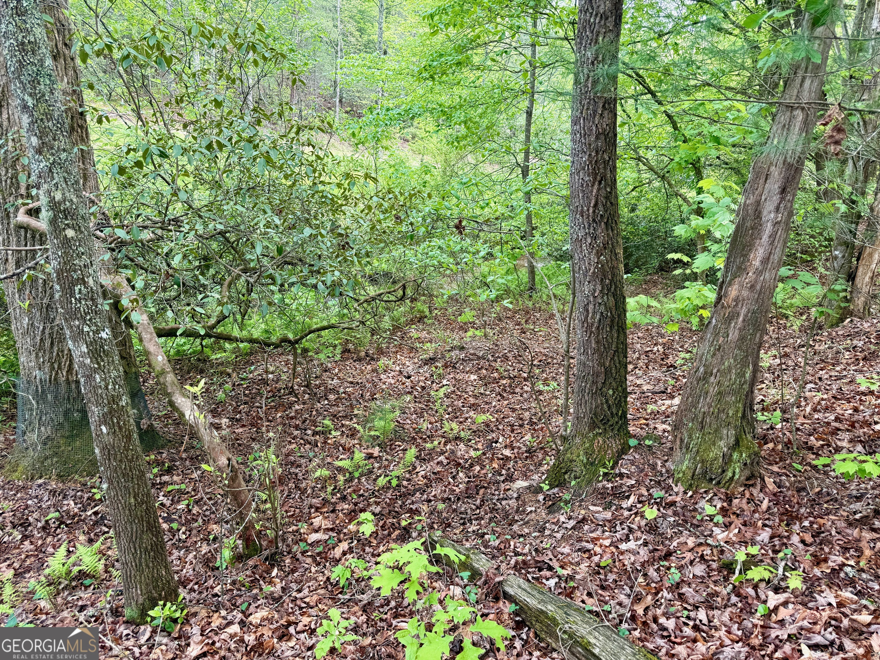 0 Peach Orchard Way Tiger, GA 30576 - Photo 18 of 27 a view of a forest with large trees