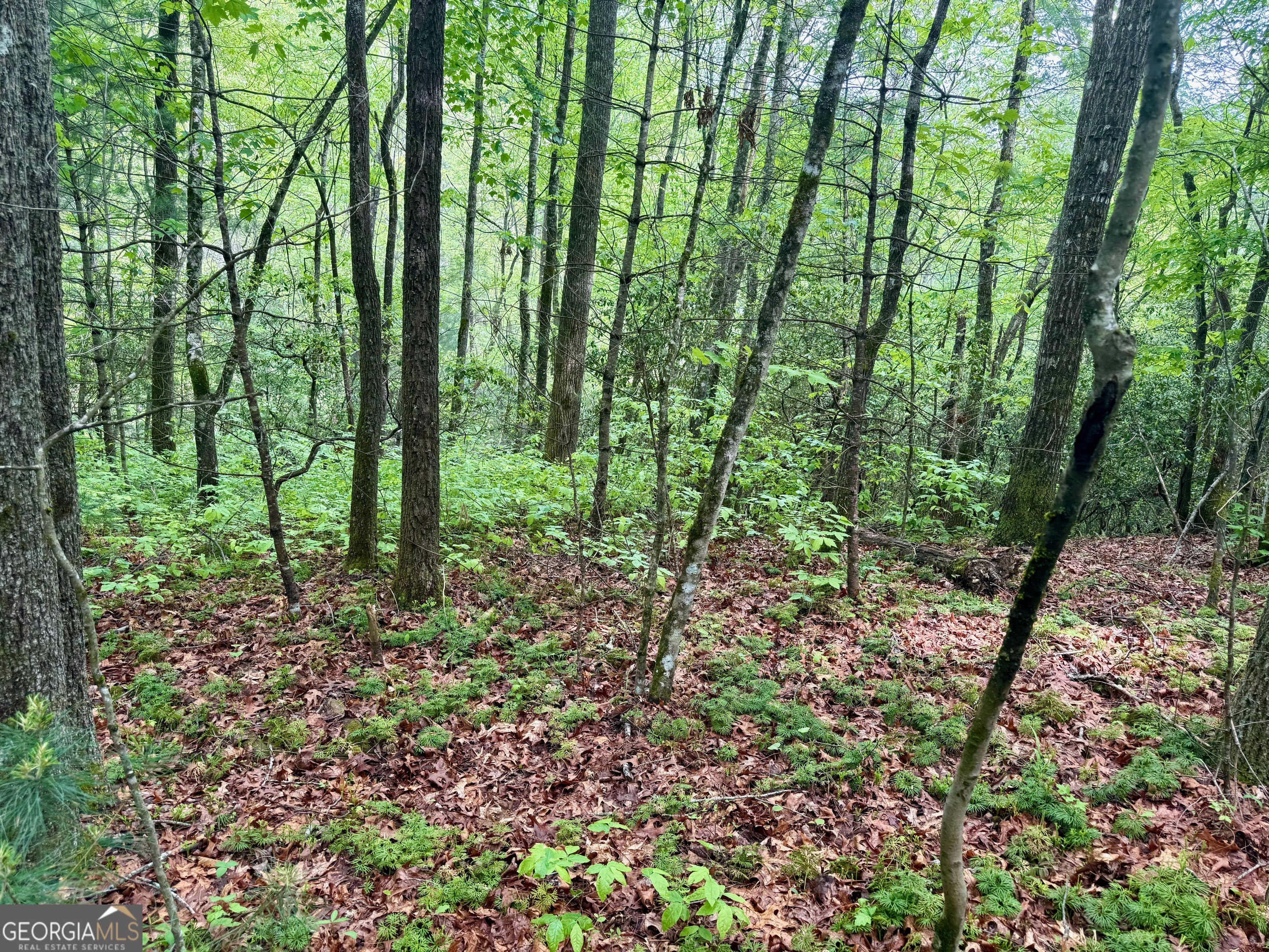 0 Peach Orchard Way Tiger, GA 30576 - Photo 20 of 27 a view of outdoor space and garden