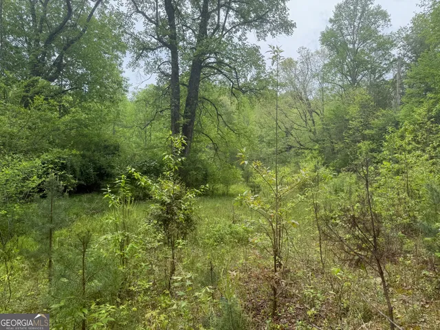 a view of a lush green outdoor space