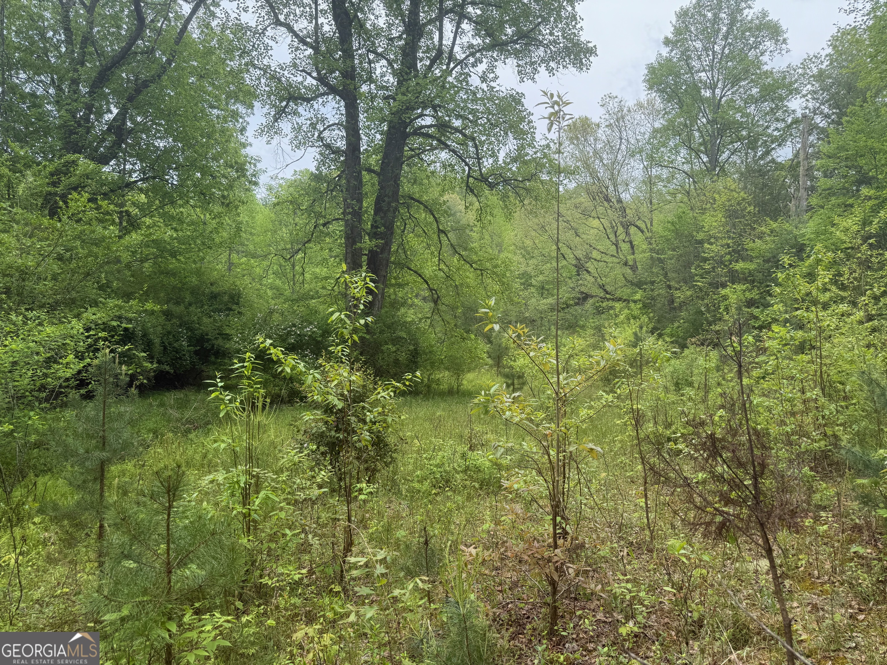 0 Peach Orchard Way Tiger, GA 30576 - Photo 21 of 27 a view of a lush green forest