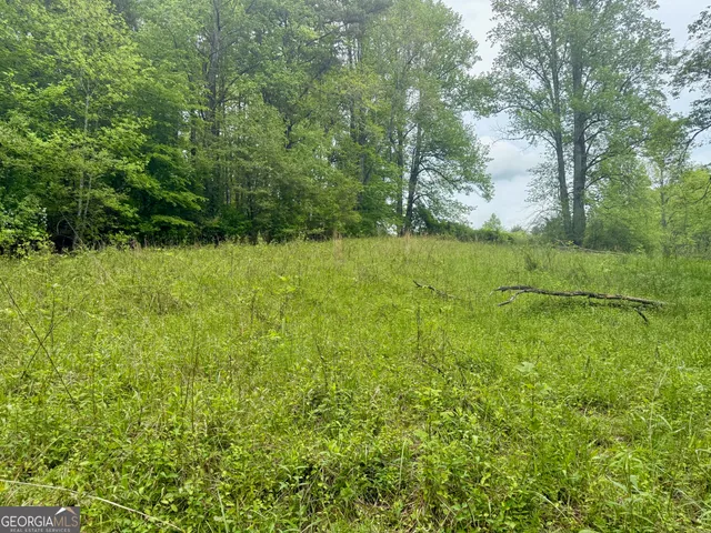 a view of a lush green forest