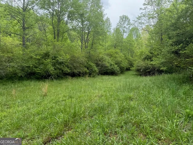 a view of a lush green space