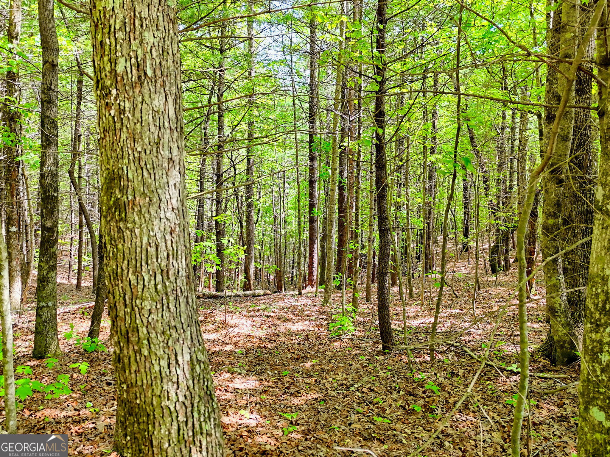 0 Peach Orchard Way Tiger, GA 30576 - Photo 8 of 27 a view of a garden