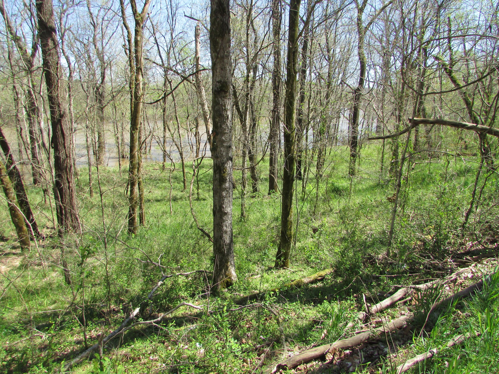 0 Mayberry Road Duck River, TN 38454 - Photo 4 of 10 Gallery Image 4