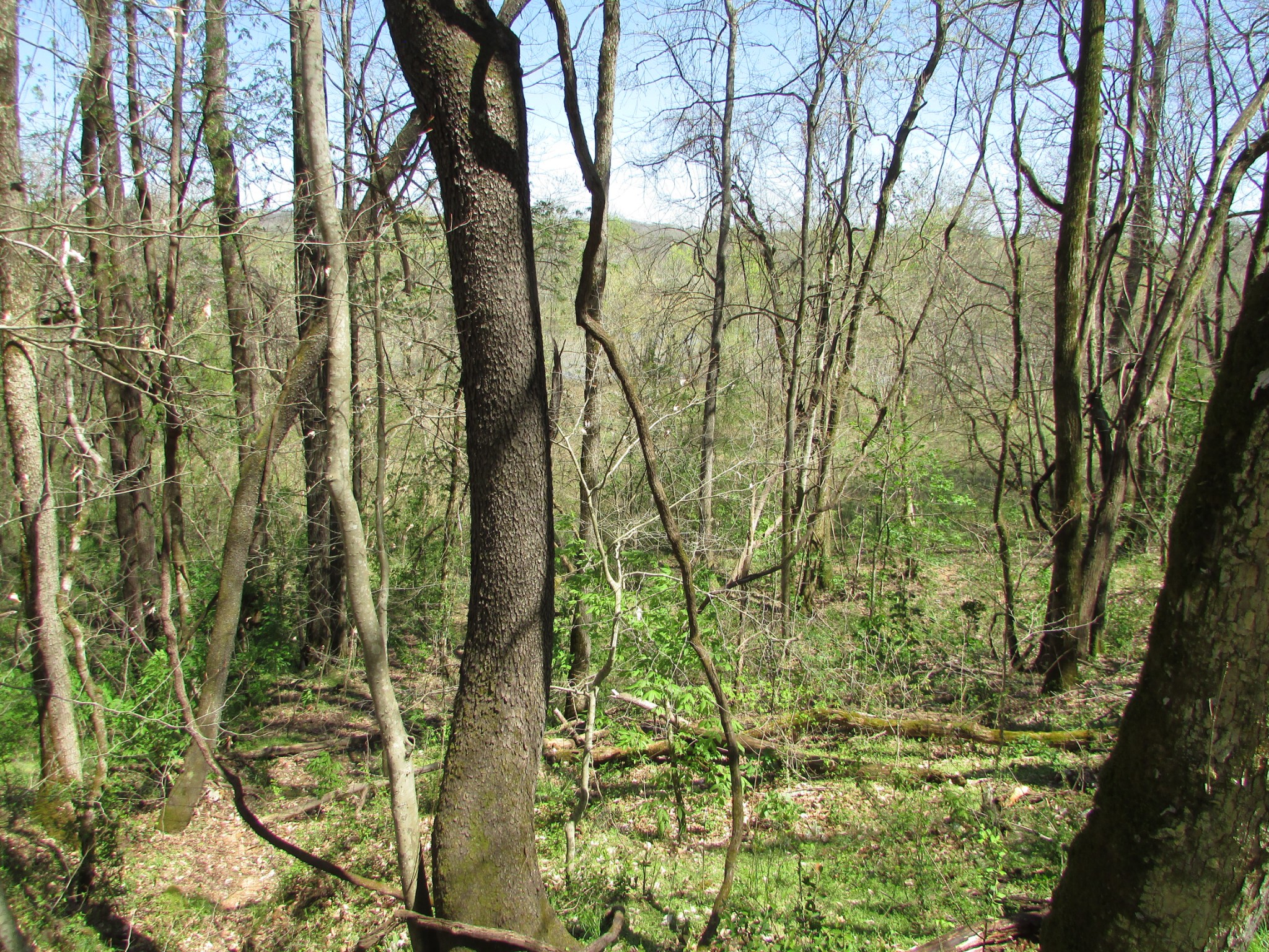0 Mayberry Road Duck River, TN 38454 - Photo 9 of 10 Gallery Image 9