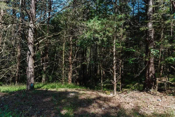 $40,000 | Tbd River Vw Road, Luray, VA 22835