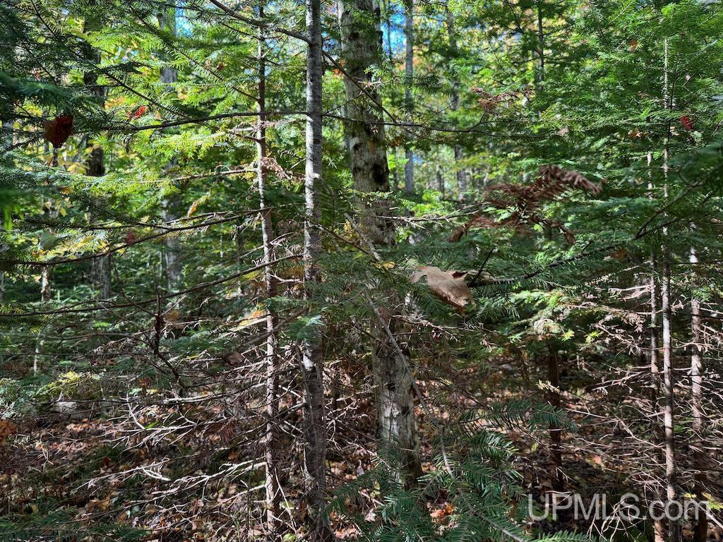 Tbd Webb Road Grand Marais, MI 49839 - Photo 7 of 11 Gallery Image 7