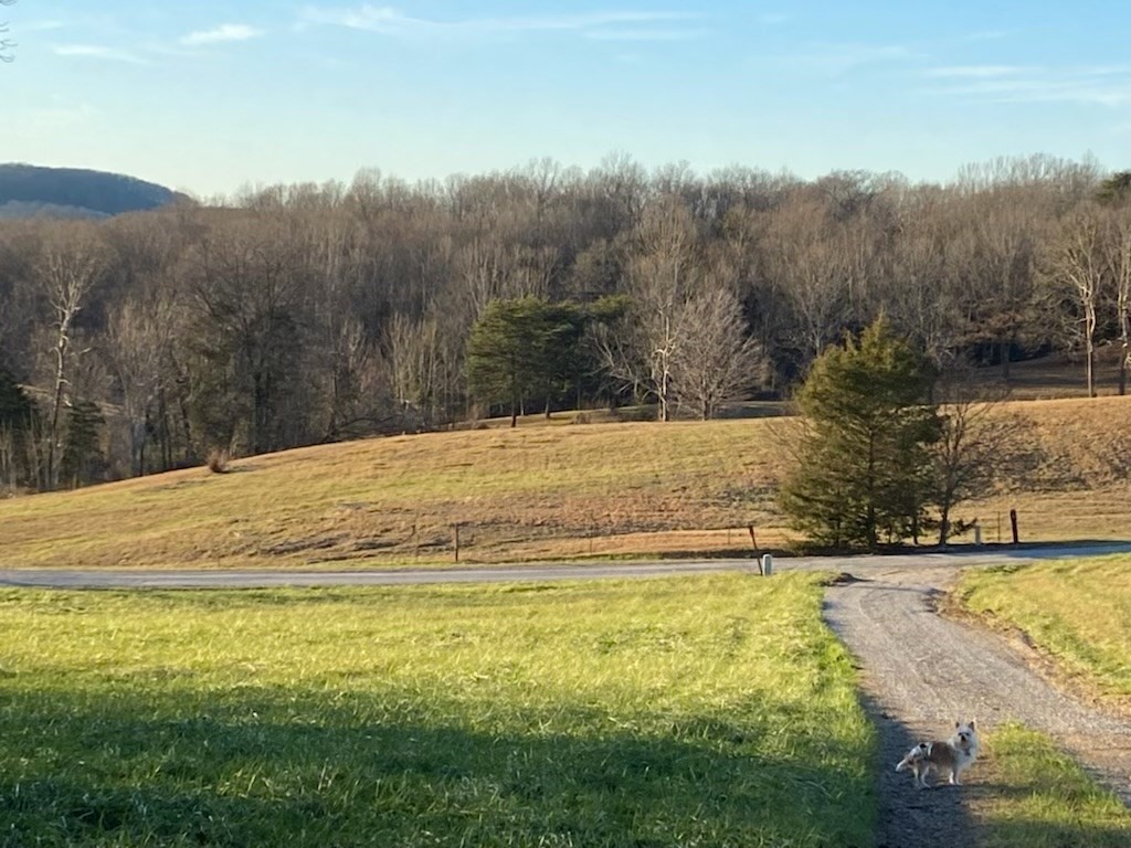 7080 Bolestown Road Alpine, TN 38543 - Photo 3 of 12 a view of a yard with an house