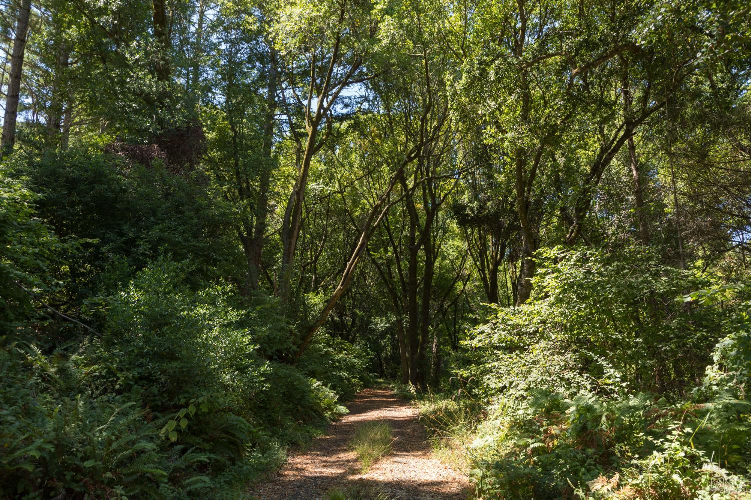 70 Fox Drive Point Reyes Station, CA 94956 - Photo 29 of 34 a view of a forest