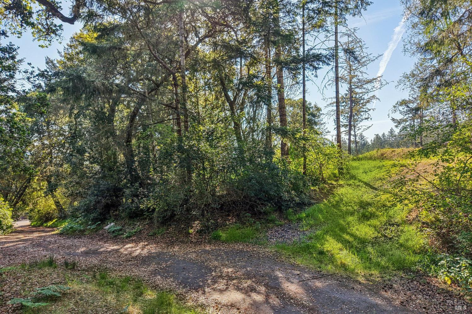70 Fox Drive Point Reyes Station, CA 94956 - Photo 7 of 34 a view of a yard with plants and large trees