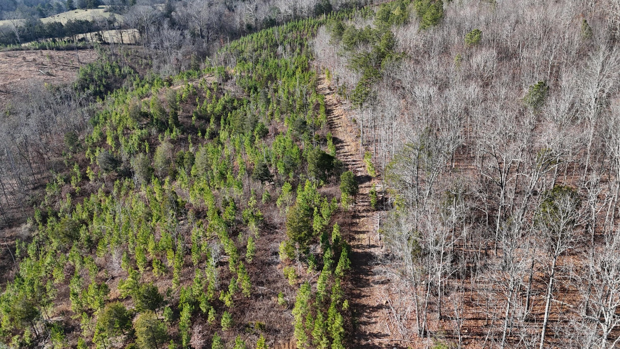 0 Big Sewee Road Decatur, TN 37322 - Photo 8 of 23