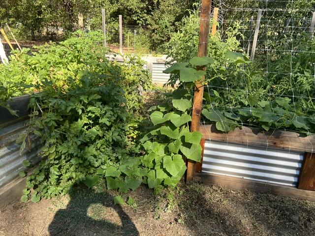 240 Senger Road Junction City, CA 96048 - Photo 53 of 73 garden