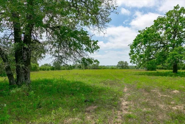 a view of field with tall trees