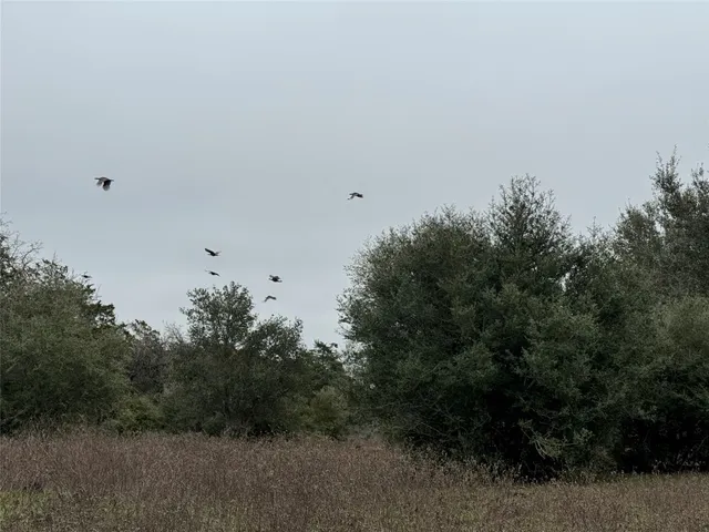 a view of a bunch of trees in a field