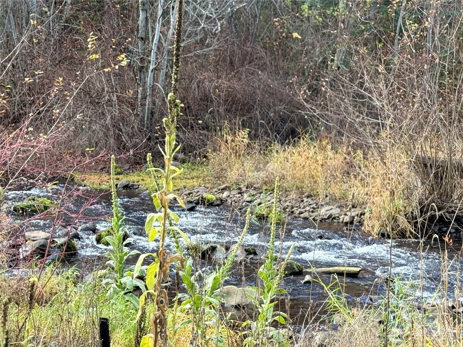 111 Tamarack Lane Dayton, WA 99328 - Photo 6 of 38 a backyard of a building with large trees