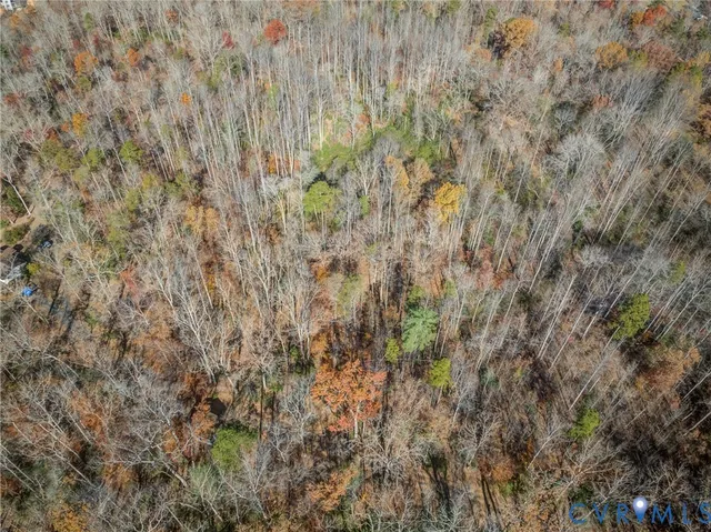 a close up of a plant in a forest