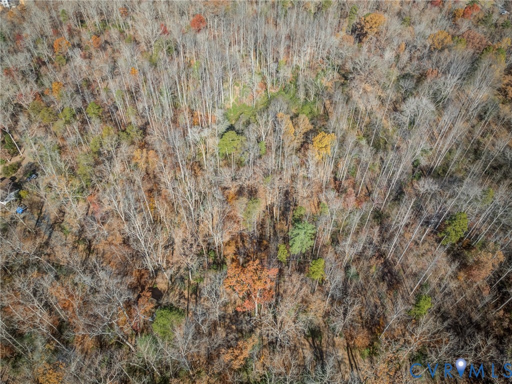 0 Porters Road Esmont, VA 22937 - Photo 11 of 27 a close up of a plant in a forest