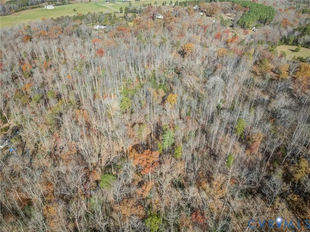 a close up of a plant in a field