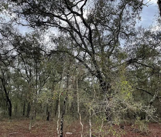 a view of a forest with trees in the background
