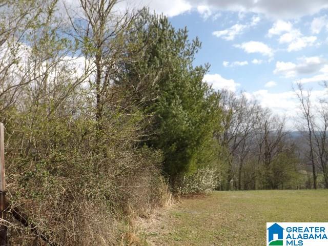 8455 Pine Mountain Road Springville, AL 35146 - Photo 9 of 39 Gallery Image 9