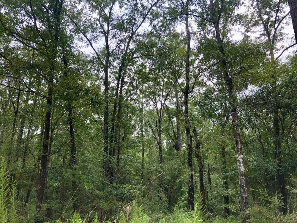 0 Private Road McIntosh, AL 36553 - Photo 1 of 21